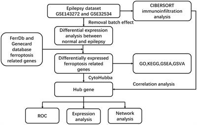 Identification and verification of ferroptosis-related genes in the pathology of epilepsy: insights from CIBERSORT algorithm analysis